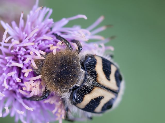 Scarabaeidae? No,  Cetoniidae: Trichius fasciatus